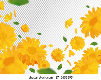 3D realistic marigold with green leaf. Yellow calendula flower in motion. Beautiful marigold background. Calendula close up. Falling flower calendula.Vector illustration