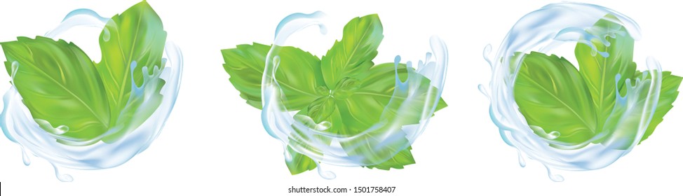 3d realistic mint leaves with splash water. Collection of fresh mint and splash water isolated on white background. Icons. Vector illustration
