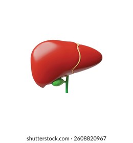 3D realistic model of human liver. Anatomy science concept. Healthy hepatic system internal organ. Vector render illustration isolated. Medical education design