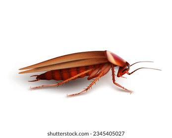 3D Realistic Red Cockroach Blattaria Isolated On White. EPS10 Vector