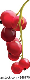 3d realistic red currant berry on white background. Fresh berry close up. Beautiful red currant berry. Vector illustration