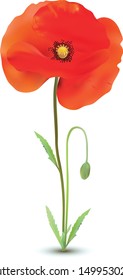 3D realistic red poppies flowers with steams and green leaf isolated of white background. Beautiful banner. Nature. Summer flower. Vector illustration.