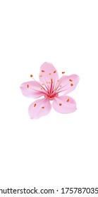 3D realistic romantic sakura cherry flower social media cover. Highlights stories isolated white background template. Valentine love dating gift concept vector illustration