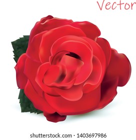 3d realistic rose isolated on white background. Vector illustration. Rose close-up.