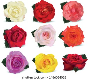 3D realistic roses isolated on white background. Set rose white, orange-yellow, pink, red, beige, orange, purple, yellow with green leaf. Flower close up. Vector illustration. Summer flower.