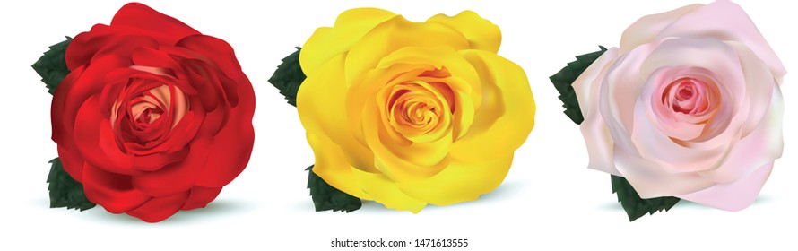 3d realistic roses on a white background. The rose is red, orange-yellow, and beige. Delicate roses. Detailed retouch. Collection three flower. Vector illustration.