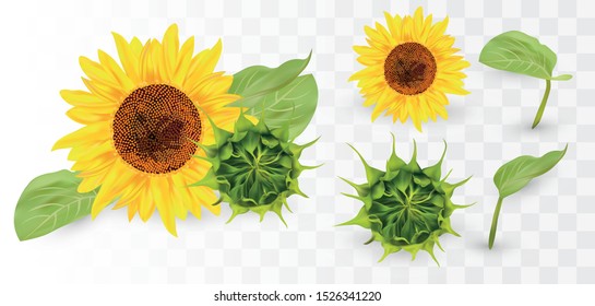 Free Free 256 Transparent Background Realistic Sunflower Svg SVG PNG EPS DXF File