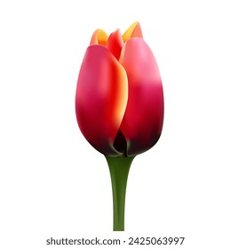 3d Realistic Tulip Flower. Spring Plant. Closed Bud Isolated on White Background. Trendy Vector Illustration.