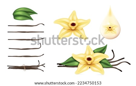 3d realistic vanilla set. Sweet scented fresh flower with dried seed pods and leaves isolated on white background. Distinctive flavoring, culinary concept. Vector illustration Stock photo © 