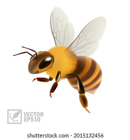 3d realistic vector bee cut out on white background extracting honey or propolis, macro