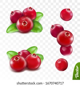 3d realistic vector berries set, fresh cranberry fruit with leaves isolated