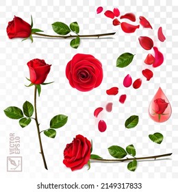 3D realistic vector elements set of red roses, falling petals, leaves, drop of essence, bud and an open flower for advertising and greeting cards