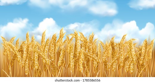 3D realistic vector gold wheat field and blue sky with clowds