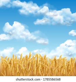 3D Realistic Vector Gold Wheat Field And Blue Sky With Clowds