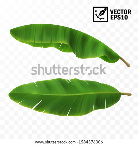 3d realistic vector green fresh leaves with banana or palm trees, top view, side view