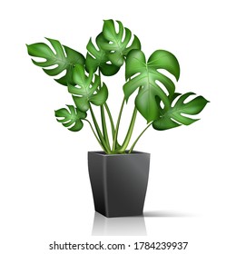 3d realistic vector house plant in black pot. Isolated on white background.