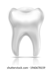 3d realistic vector human tooth, isolated on white background.