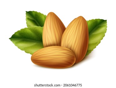 3d realistic vector icon. Almond nut with leaves. Isolated on white background.