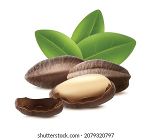 3d realistic vector icon. Brazilian nuts in the shell with leaves. For brand advertisement and labels.