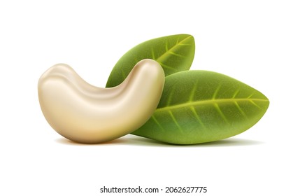 3d realistic vector icon. Cashew nut without shell with leaves. Isolated on white background.