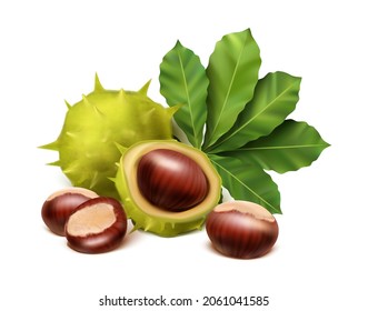 3d realistic vector icon. Chestnut with leaves and spiky shell. Isolated on white background.