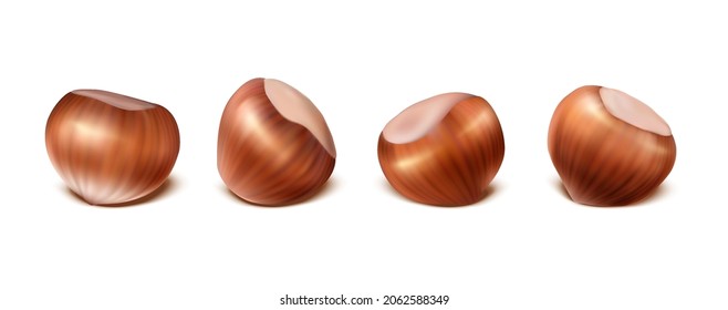 3d realistic vector icon. Hazelnuts in the shell. Isolated on white background.