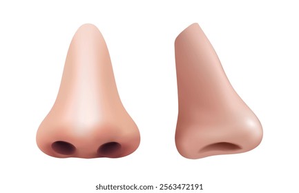 3d realistic vector icon  Hillustration. Human nose and profile. Man anatomy, body parts, respiratory elements.