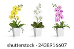 3d realistic vector icon illustration. Potted plant. White orchid, pink orchid and yellow orchid in the pot. Isolated.