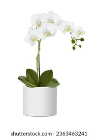 3d realistische Vektorsymbol-Abbildung. Orchideenblume in der weißen Kanne. Einzeln auf weißem Hintergrund.