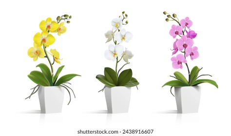 Ilustración realista del icono del vector 3d. Planta en maceta. Orquídea blanca, orquídea rosa y orquídea amarilla en la olla. Aislado.