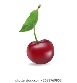 3D realistische Vektorsymbol-Illustration. Frische rote Kirschen mit Stamm und Blatt in einer, zwei oder drei Beeren.