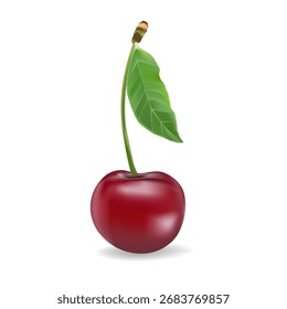 3d realistic vector icon illustration. Fresh red cherries with stem and leaf in one, two or three berries.
