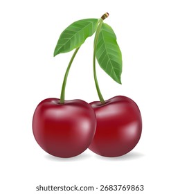 3d realistic vector icon illustration. Fresh red cherries with stem and leaf in one, two or three berries.