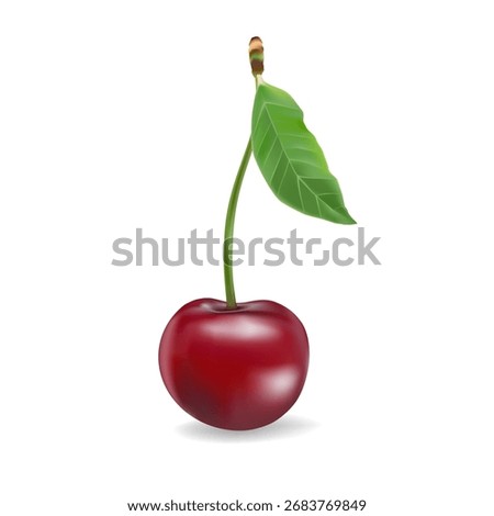 3d realistic vector icon illustration. Fresh red cherries with stem and leaf in one, two or three berries.