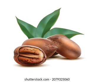 3d realistic vector icon. Pecan nuts with shell and half cut with leaves. Isolated on white.