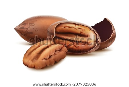 3d realistic vector icon. Pecan nuts in the shell and cracked with nut inside. 商業照片 © 