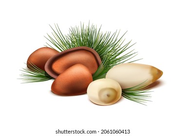 3d realistic vector icon. Pine nuts with or without shell and fir tree. Isolated on white background.