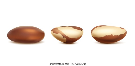 Icono vectorial 3d realista. Conjunto de nueces brasileñas con o sin cáscara. Aislado.