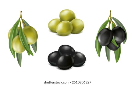3d realistic vector icon set. Fresh whole olives and olives on the branch. Green olives and black olives.