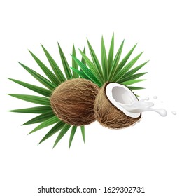 3d realistic vector illustration. Coconuts and palm leaves with spray of milk isolated on white background.. Tropical fruits for your design.