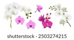 3d realistic vector illustration. Colorful orchid stems in white, pink color. Isolated on white background.