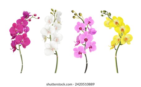 3d realistic vector illustration. Colorful orchid stems in white, pink, yellow color. Isolated on white background.