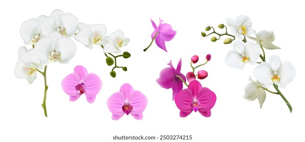 3d realistic vector illustration. Colorful orchid stems in white, pink color. Isolated on white background.