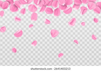 3d realistic vector illustration. Frame of Pink sakura petals falling isolated on transparent background. Beauty and cosmetic background presentation.