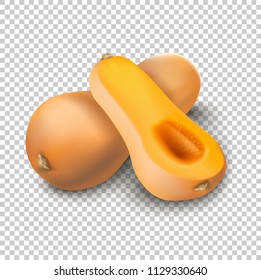 3d realistic, vector illustration. Isolated butternut squash.
