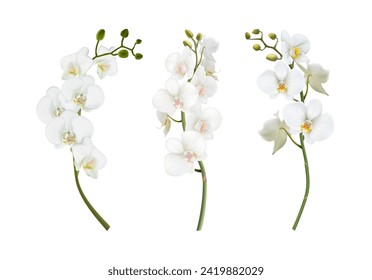 3d realistic vector illustration. Set of beautiful white orchid stems. Isolated on white background.