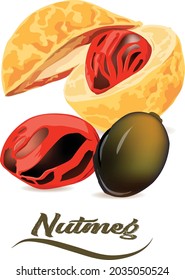 3D realistic vector Illustration of  spice nutmeg, nutmeg mace, Nutmeg fruit ,  organic nutrition. Menu from spice nutmeg is yummy nut.