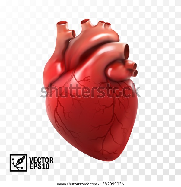 3d realistic vector isolated human\
heart. Anatomically correct heart with venous\
system