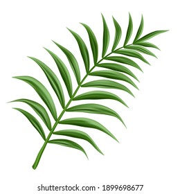 3d realistic vector palm branch, isolated on white background.