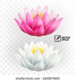 3d realistic vector pink and white lotus flowers